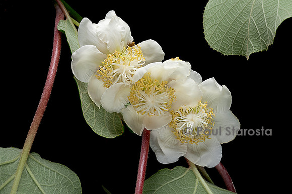 Actinidia deliciosa.(kiwi) - fleurs femelles