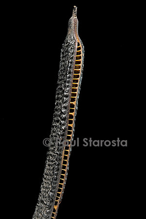 Cassia spectabilis (casse marron, mucuteno)