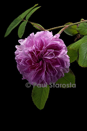 Rosa X damascena ‘Blush Damask’