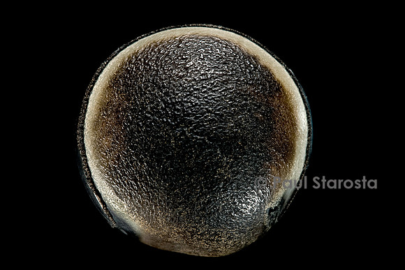 Mucuna sloanei (œil de bœuf)