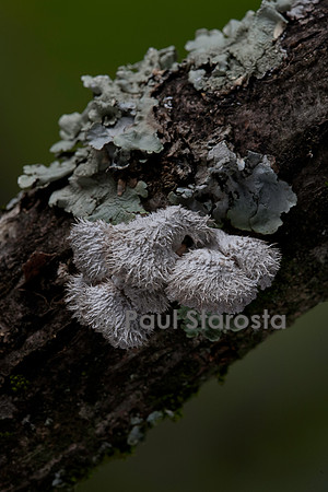 Schizophyllum commune (schizophylle commun) - et lichen sur une branche