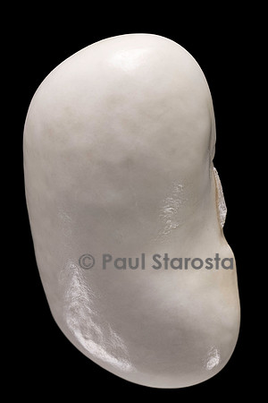 Phaseolus vulgaris (haricot) Gros Soisson blanc