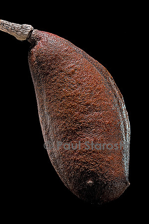 Hymenaea courbaril (animé, courbaril) - fruit