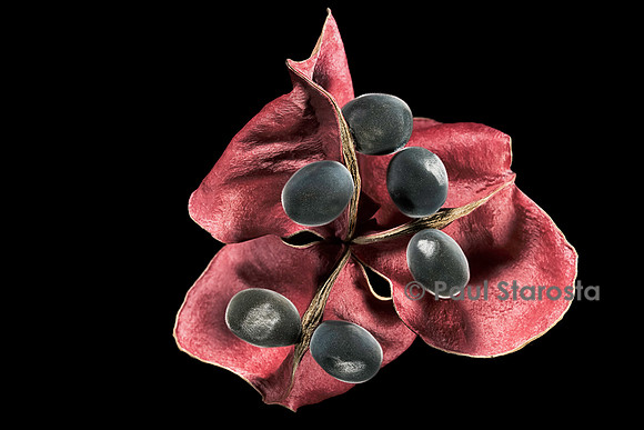 Majidea zanguebarica (perle de Zanzibar) - fruit
