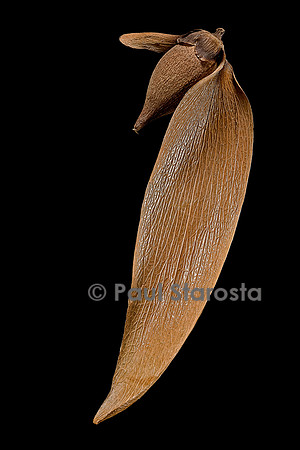Lophira lanceolata (méné, azobé de savane, faux karité) - fruit