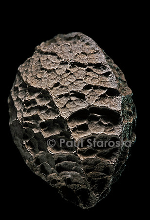 Calatola costaricensis (calatola du Costa Rica)