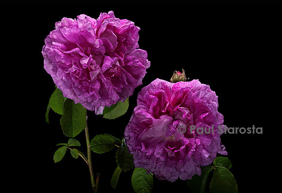Rosa gallica ‘Le Grand Sultan’