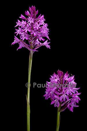 Anacamptis pyramidalis (orchis pyramidal)
