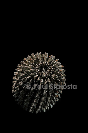 Casuarina equisetifolia (filao)