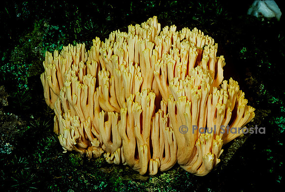 Ramaria formosa (clavaire jolie, ramaire élégante)
