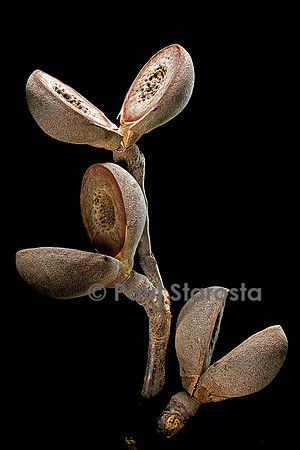 Hakea platysperma - infrutescence