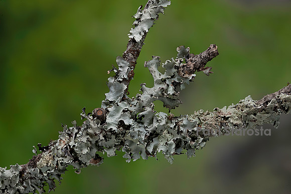 Lichens foliacés sur des branches