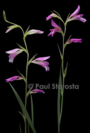 Gladiolus italicus (glaïeul d'Italie, glaïeul des moissons)