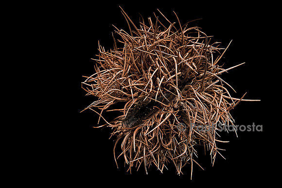 Sloanea dentata (châtaignier grandes feuilles) - fruit