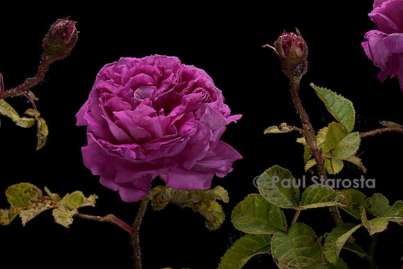 Rosa X centifolia muscosa ‘Julie de Mersan’