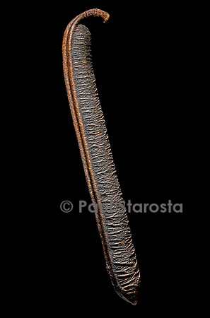 Cassia grandis (casse rose, casse puante)