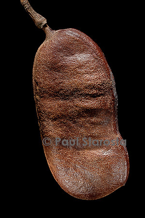 Hymenaea courbaril (animé, courbaril) - fruit