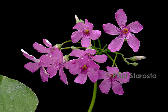 Oxalis articulata (oxalis articulé, oxalide articulée)