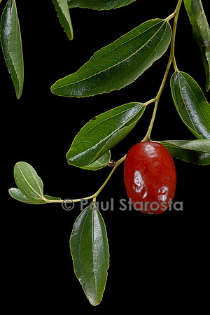 Ziziphus jujuba (jujubier) - fruit (jujube)