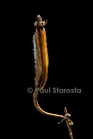 Phalaenopsis mannii - fruit