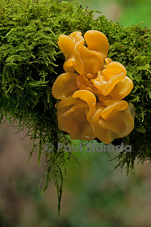Tremella mesenterica (trémelle mésentérique)