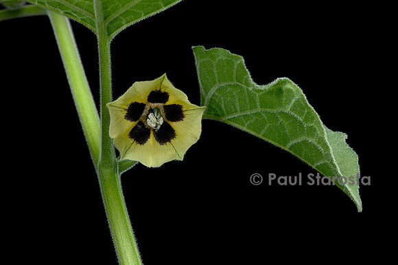 Physalis peruviana (coqueret du Pérou) - fleur