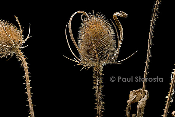 Dipsacus sylvestris (cardère, cabaret des oiseaux)