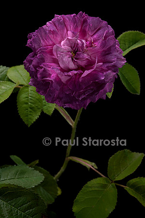 Rosa gallica ‘Belle de Crecy’