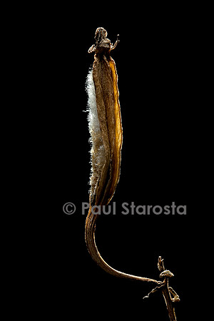 Phalaenopsis mannii - fruit