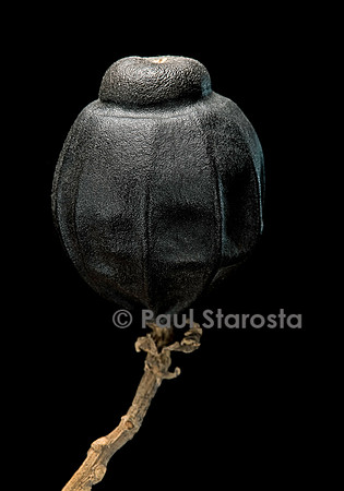 Hernandia nymphaeifolia (mirobolan, arbre lanterne) - fruit