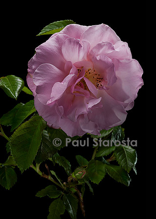 Rosa X centifolia muscosa ‘Celina’