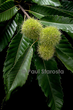 Castanea sativa (Châtaignier, châtaignier commun) - fruits (bogues)
