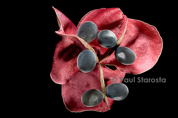 Majidea zanguebarica (perle de Zanzibar)