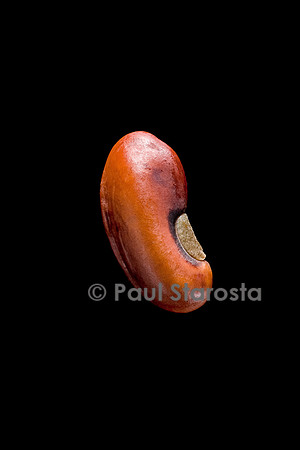 Phaseolus vulgaris (haricot) Kilomètre