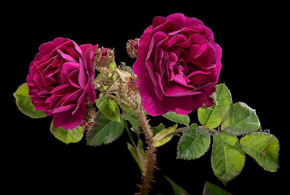 Rosa X centifolia ‘Muscosa Rubra’