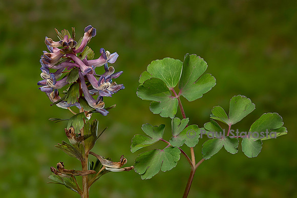 Corydalis solida (corydale)