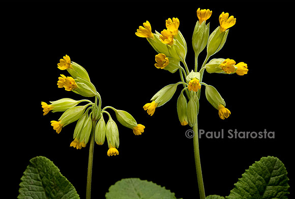 Primula veris (primevère officinale ou coucou)