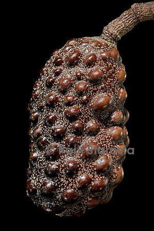 Hymenaea verrucosa (gommier copal) - fruit