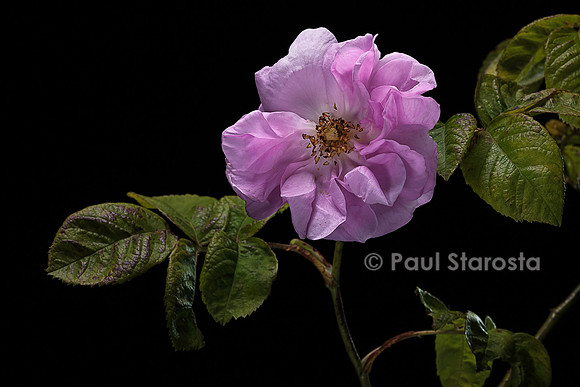 Rosa X centifolia (Rose de Mai)