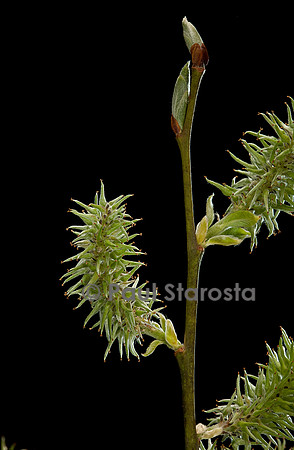 Salix caprea (saule marsault) - chaton femelle