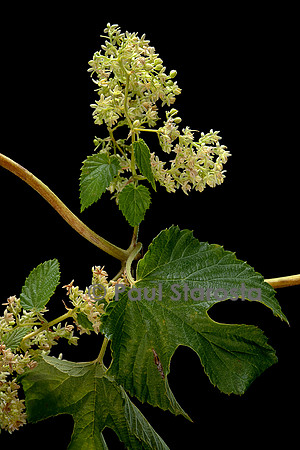 Humulus lupulus (houblon) - inflorescence mâle