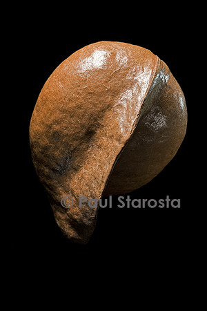 Heritiera littoralis (bois de table, toto margot) - fruit