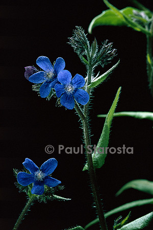 Anchusa azurea ‘Dropmore’ (buglosse)