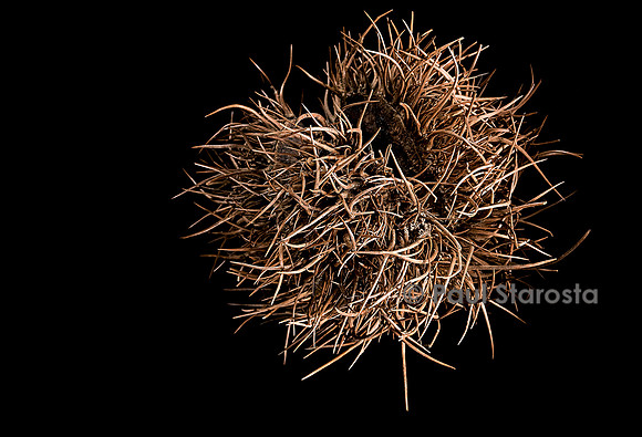 Sloanea dentata (châtaignier grandes feuilles) - fruit