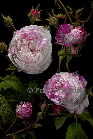 Rosa gallica ‘La Rubannée’
