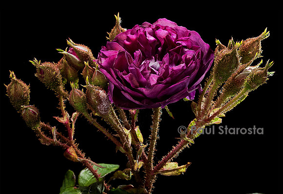Rosa X centifolia muscosa ‘Mousseux du Japon’
