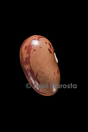 Phaseolus vulgaris (haricot) Borlotto
