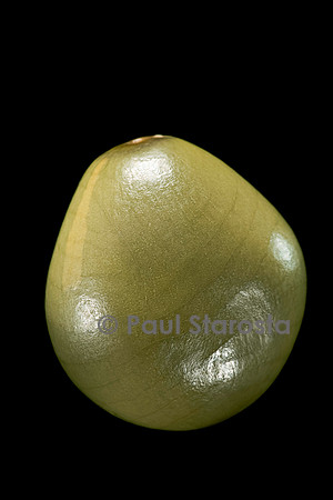 Guilandina bonduc (canique grise, cadoque)