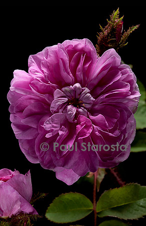 Rosa X centifolia muscosa ‘Zoé’