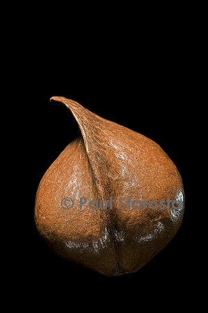Heritiera littoralis (bois de table, toto margot) - fruit